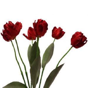 RED PARROT TULIP BUSH  x 7 Stems