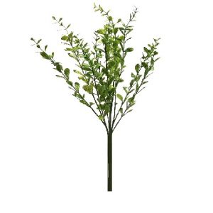 SPRING GREEN CINNAMON BUSH