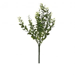 GREEN CINNAMON BUSH