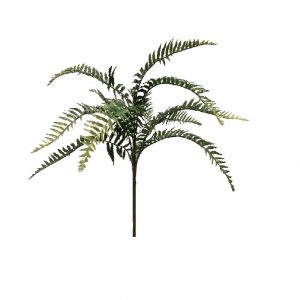 GREEN FERN x 10 Stems