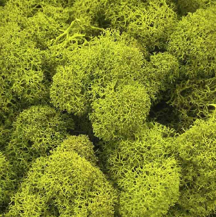 REINDEER MOSS