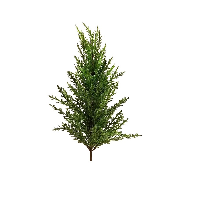 MONTERREY CYPRESS BUSH