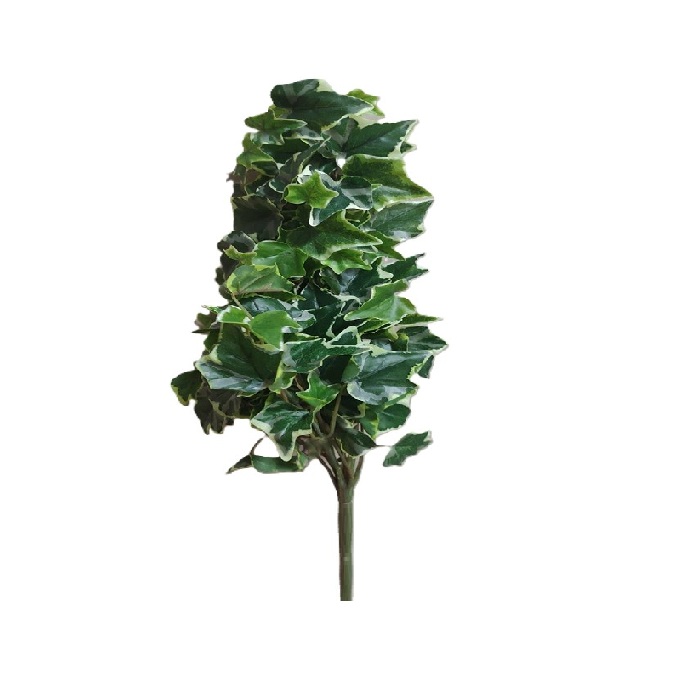 VARIGATED IVY BUSH / 30"