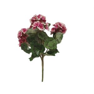ROSE CREAM NATURAL GERANIUM PLANT
