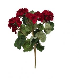 RED NATURAL GERANIUM PLANT