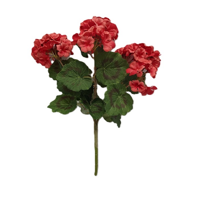 SALMON NATURAL GERANIUM PLANT