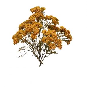 GOLD NATURAL YARROW BUSH