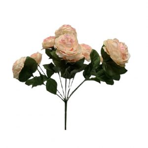 BLUSH FRENCH RANUNCULUS BUSH x9