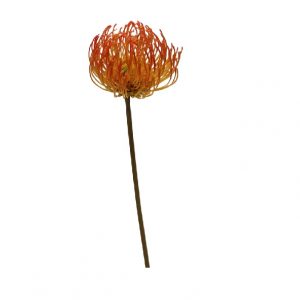 ORANGE PIN CUSHION PROTEA