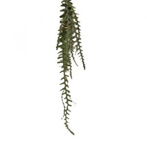 GREEN HANGING ARTEMISIA PLANT / 59"