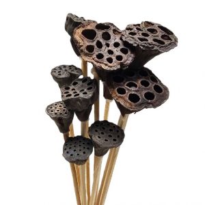 LOTUS PODS/MINI 7 stems