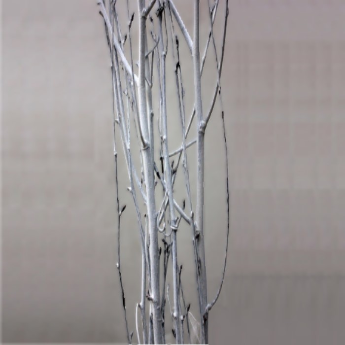 OPAL WHITE BIRCH / 36-48"