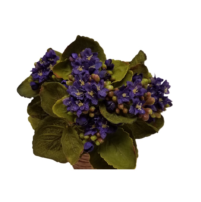 PURPLE KALANCHOE BUSH