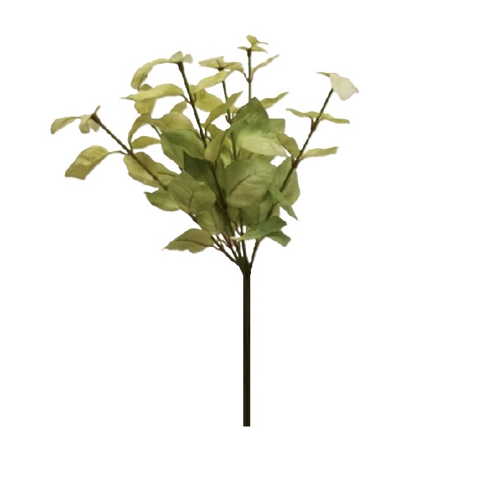 GREEN BASIL BUSH x 6 Stems