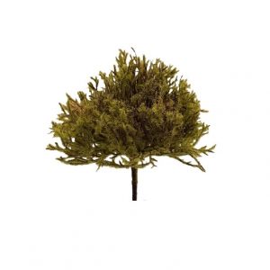 GREEN MOSS JUNIPER PICK / 7"