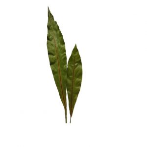 GREEN ANTHURIUM LEAF /   2/41"