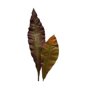 RED ANTHURIUM LEAF / 2 / 41"