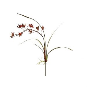 SPRING ORCHID W/ ROOT / 8"