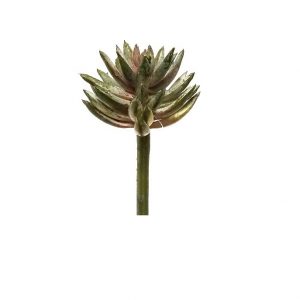 GREEN BURGUNDY SEDUM / 6"