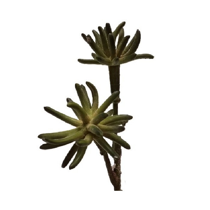 GREEN SUCCULENT / 8"