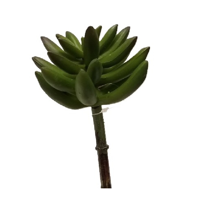 SEDUM PACHYPHYLLUM / 9"