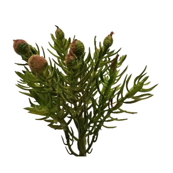 GREEN SUCCULENT / 7"