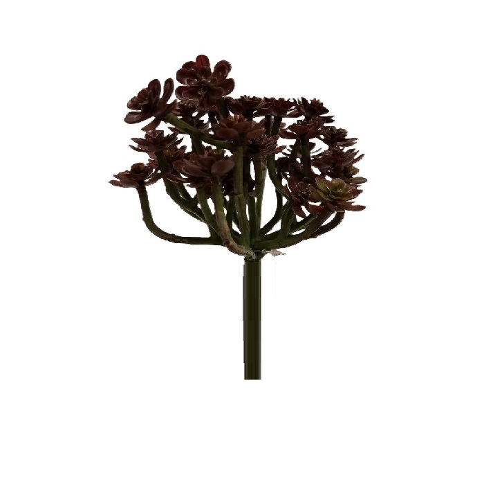 BURGUNDY SENECIO SUCCULENT / 8"