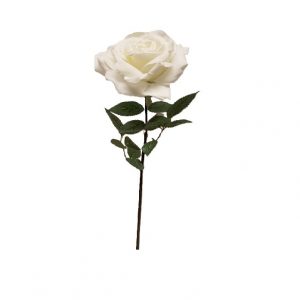 WHITE QUEEN ANNE ROSE / 30"