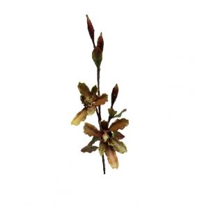 OLIVE PLUM TULIP MAGNOLIA  / 28"