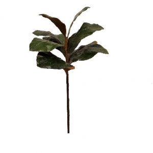 MAGNOLIA LEAF PICK / 12"