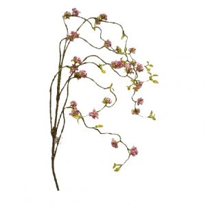 PINK LACEFLOWER / 43"
