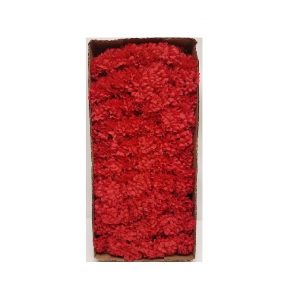 RED CARNATION HEAD /100 Blooms