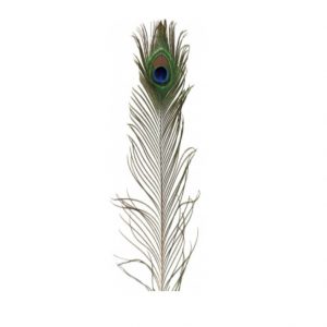PEACOCK FEATHER SINGLE / 40"