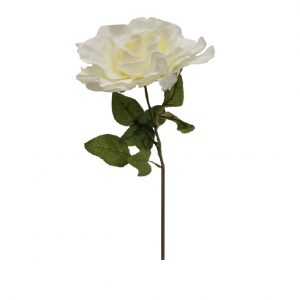 WHITE ENGLISH COTTAGE GARDEN OPEN ROSE