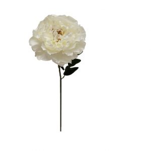 WHITE ENGLISH COTTAGE GARDEN PEONY