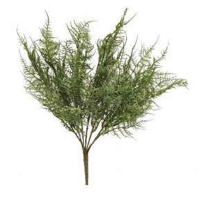 PLUMOSUS BUSH