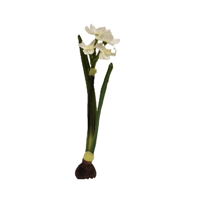 PAPERWHITE WITH BULB STEM