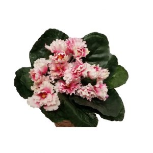 PINK AFRICAN VIOLET BUSH