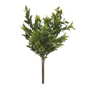 GREEN RUSCUS BUSH