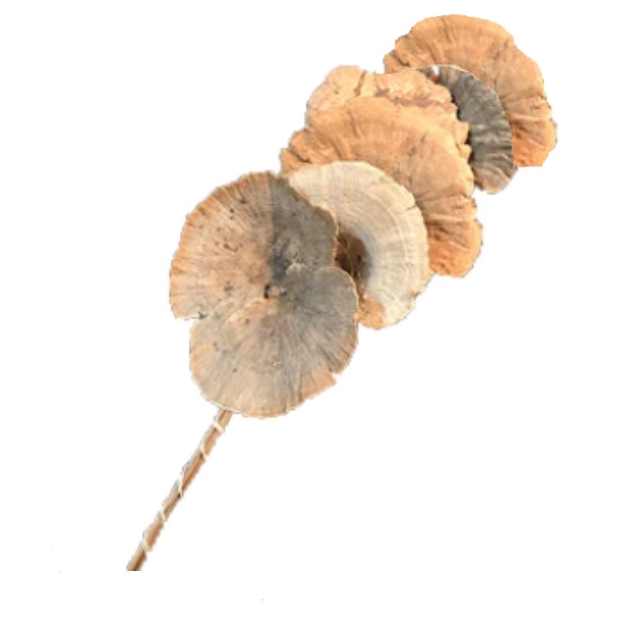 NATURAL SPONGE MUSHROOMS / 26"