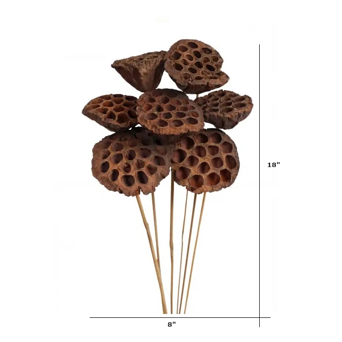NATURAL LOTUS PODS/7STEMS
