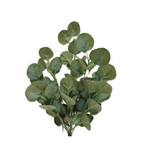 SILVER DOLLAR EUCALYPTUS BUSH x 9 Stems