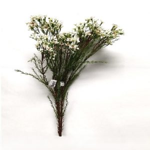 WHITE WAX x 3 Stems