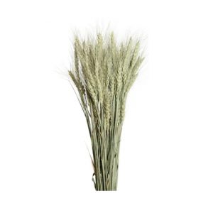 BEARDED TARWE /TRITICUM / 30"