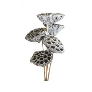 WHITE WASH LOTUS PODS / 20-30"