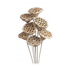 CHAMPAGNE METALLIC LOTUS PODS / 20-30"