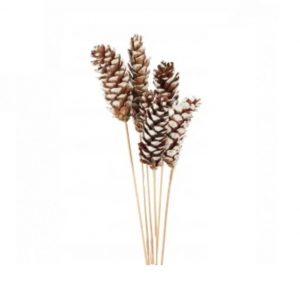 WHITE TIP STROBUS PINE CONES / 24"
