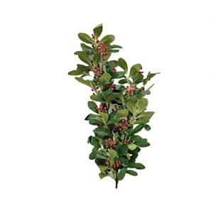 RED AGLAIA ORORATA SPRAY / 28"