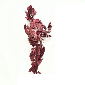 Dried Copper Beech Leaves / 32"