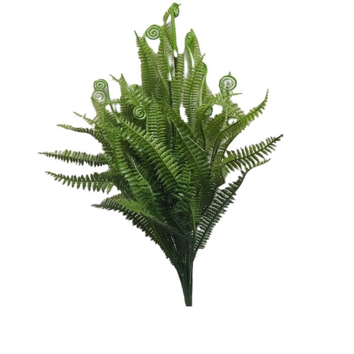 GREEN FERN W/FIDDLEHEAD